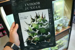 【まとめ売り】INDOOR JUNGLE インドアジャングル　1.2.3.4 INDOOR JUNGLE（インドアジャングル） No.02 ビカクシダ現象