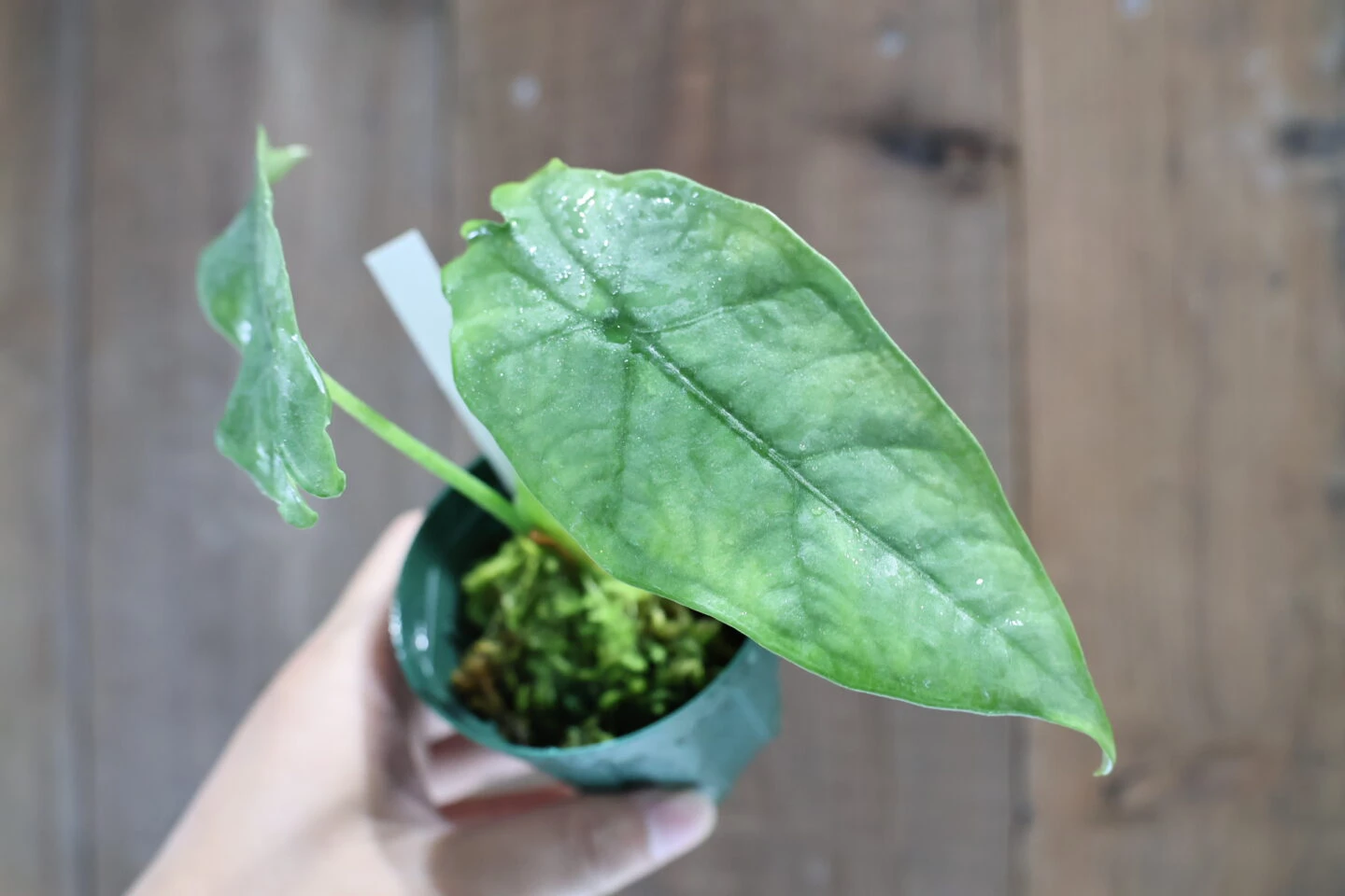 h*i様 アロカシア プラチナム 斑入り アルボ Yahoo!オークション -「アロカシア 斑入り」(その他) (観葉植物