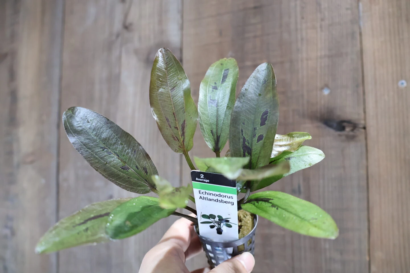 水草 入荷！ | color