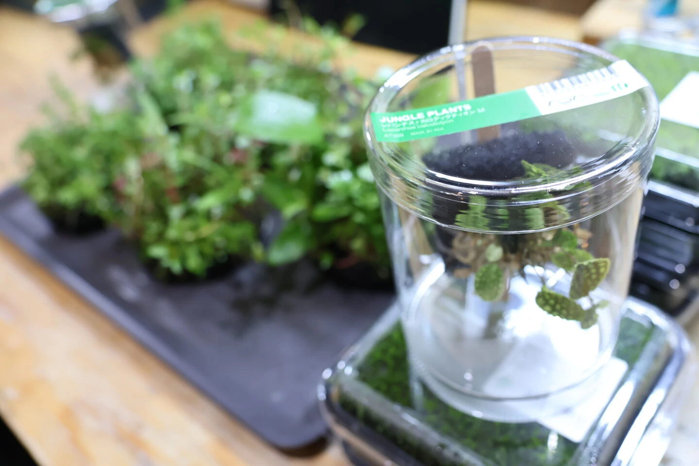 ADA PLANTS 入荷！ | color