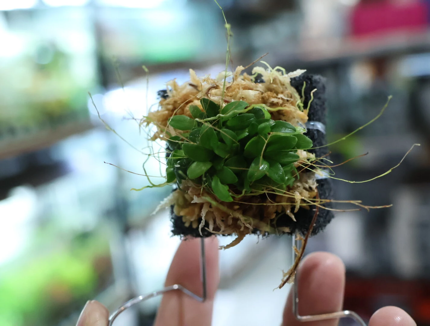 ADA PLANTS 入荷！ | color