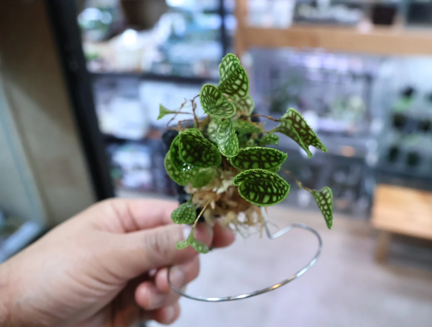 ADA PLANTS 入荷！ | color