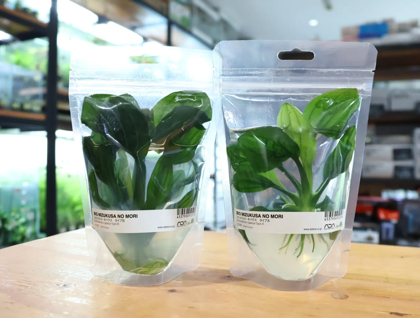 ADA PLANTS 入荷！ | color