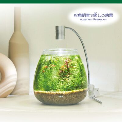 4972547043887_MeGreen 新鮮水草付き グラスアクア