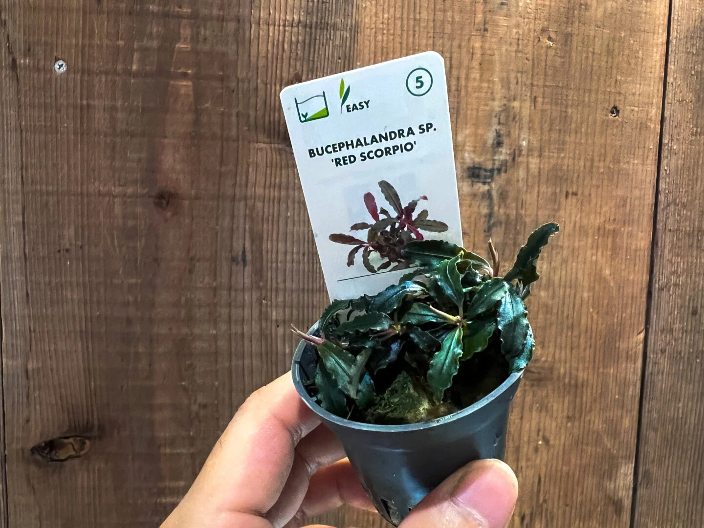 デナリ―のブセファランドラ 入荷！ | color