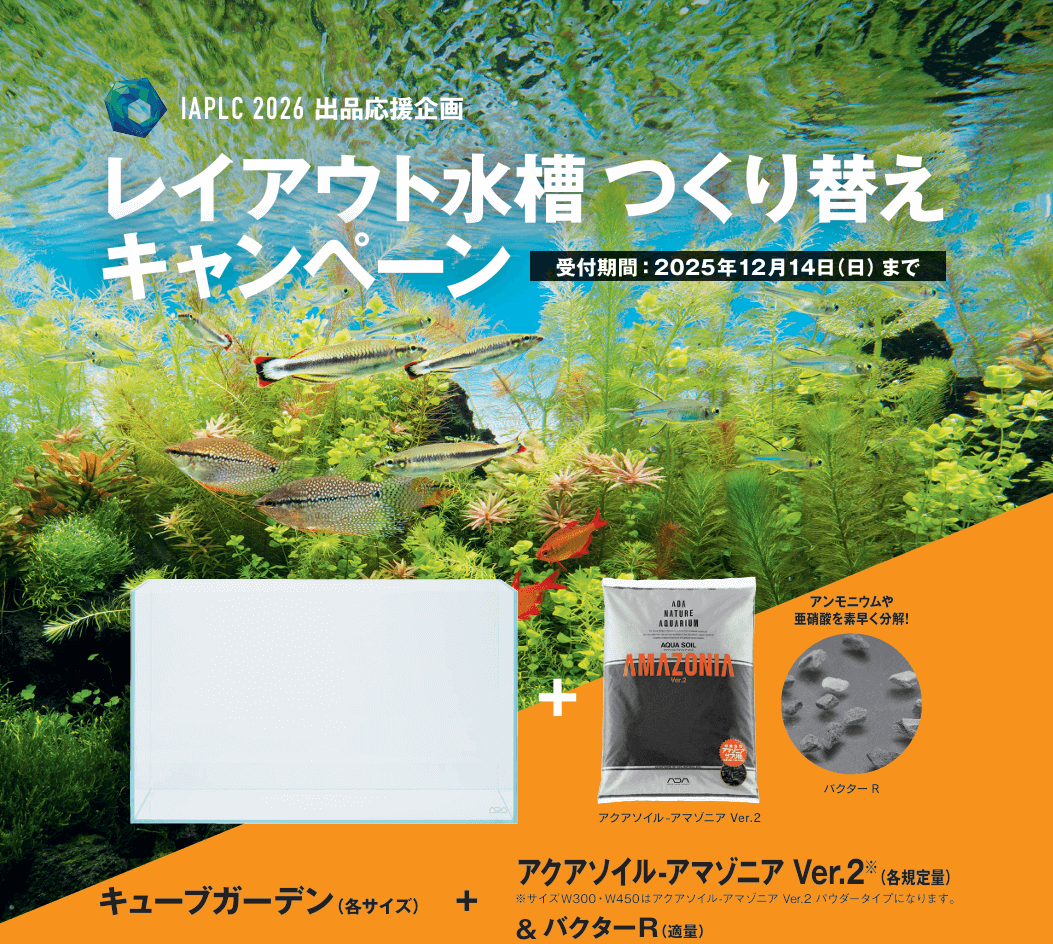 IAPLC 2026 出品応援企画 ]レイアウト水槽つくり替えキャンペーン | color