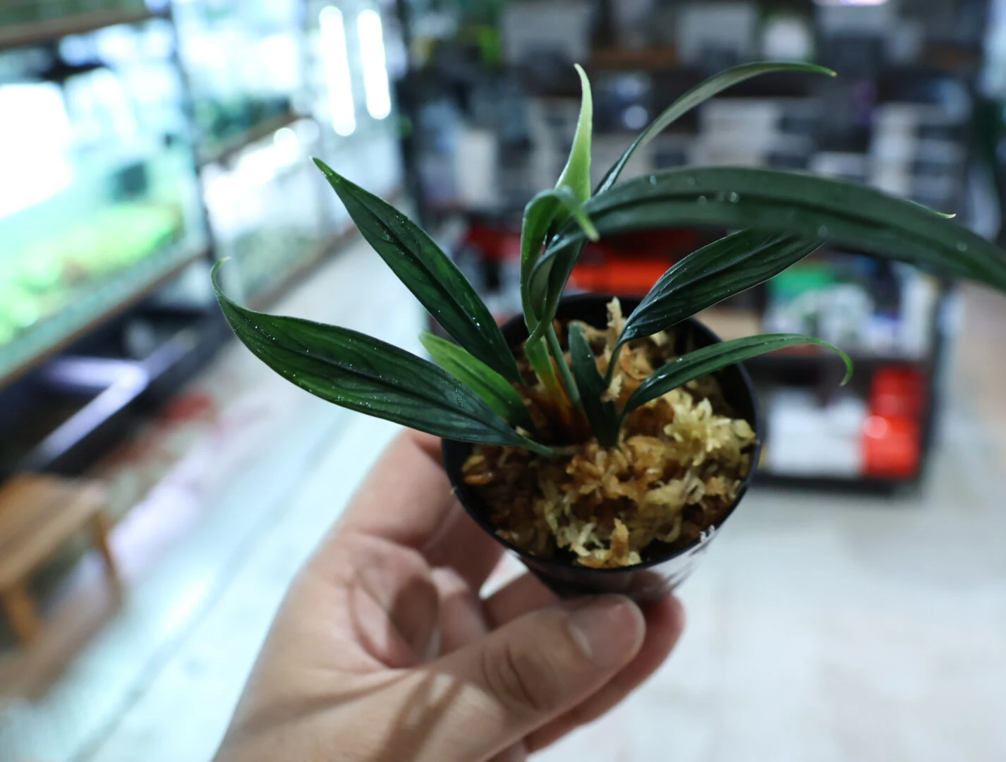 特別なジャングルプランツシリーズ「with LA」 | color