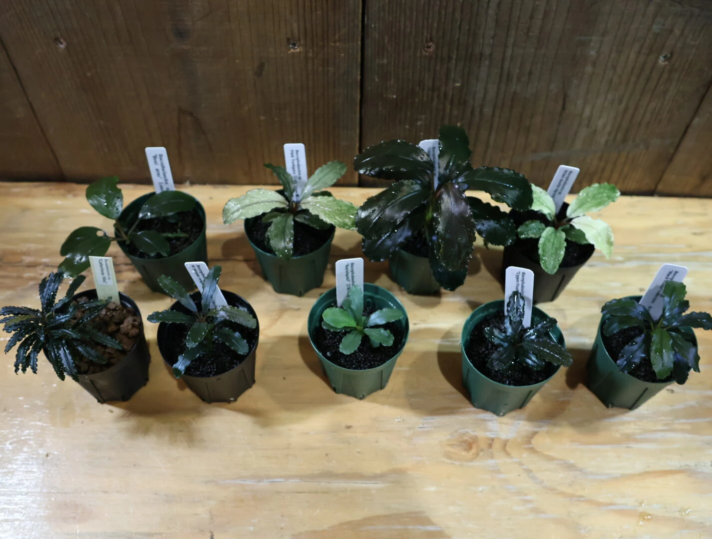 ブセファンドラ　7ポット とおまけ 珍ブセファランドラ 入荷！ | color