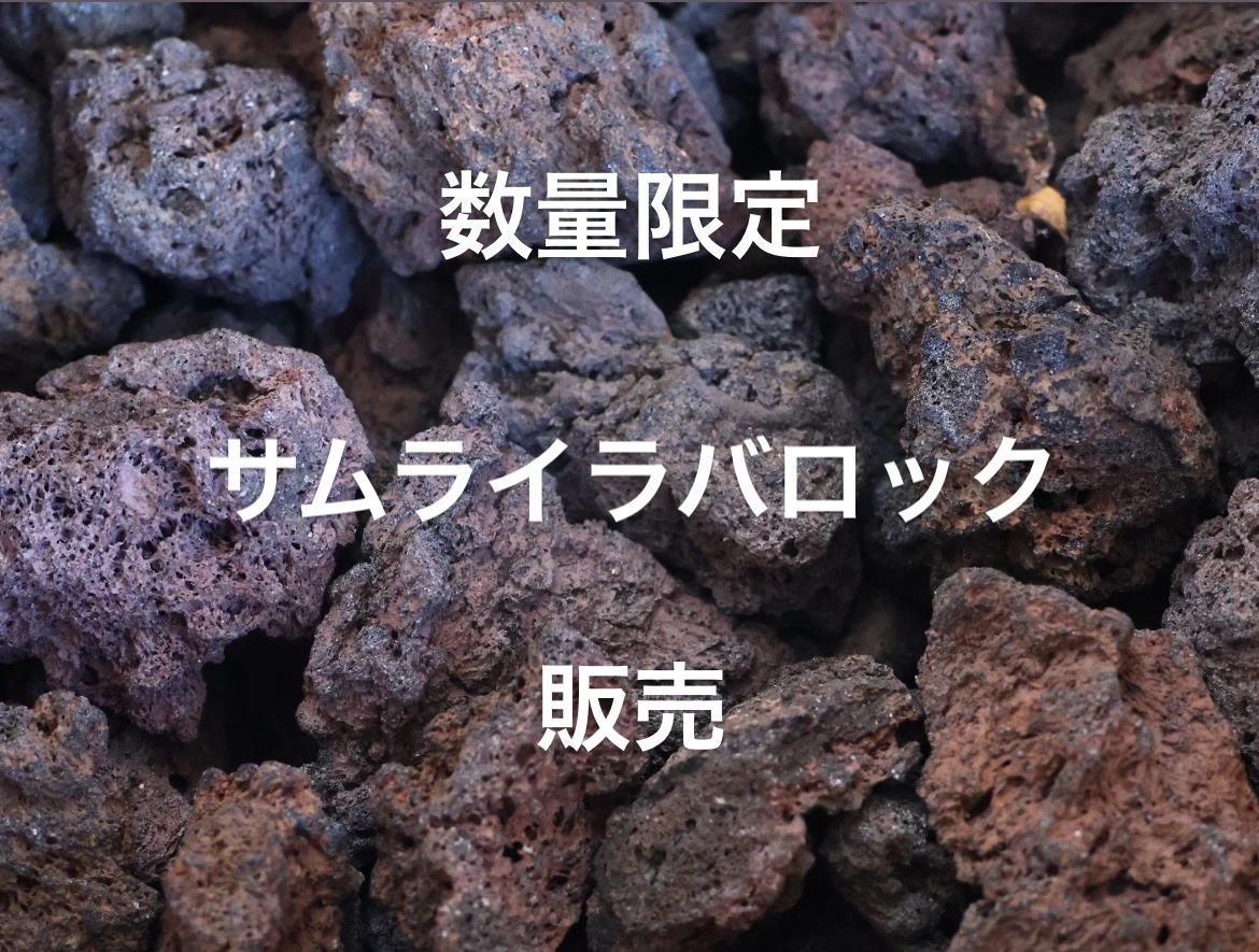 3日間 数量限定 サムライラバロック 販売 | color