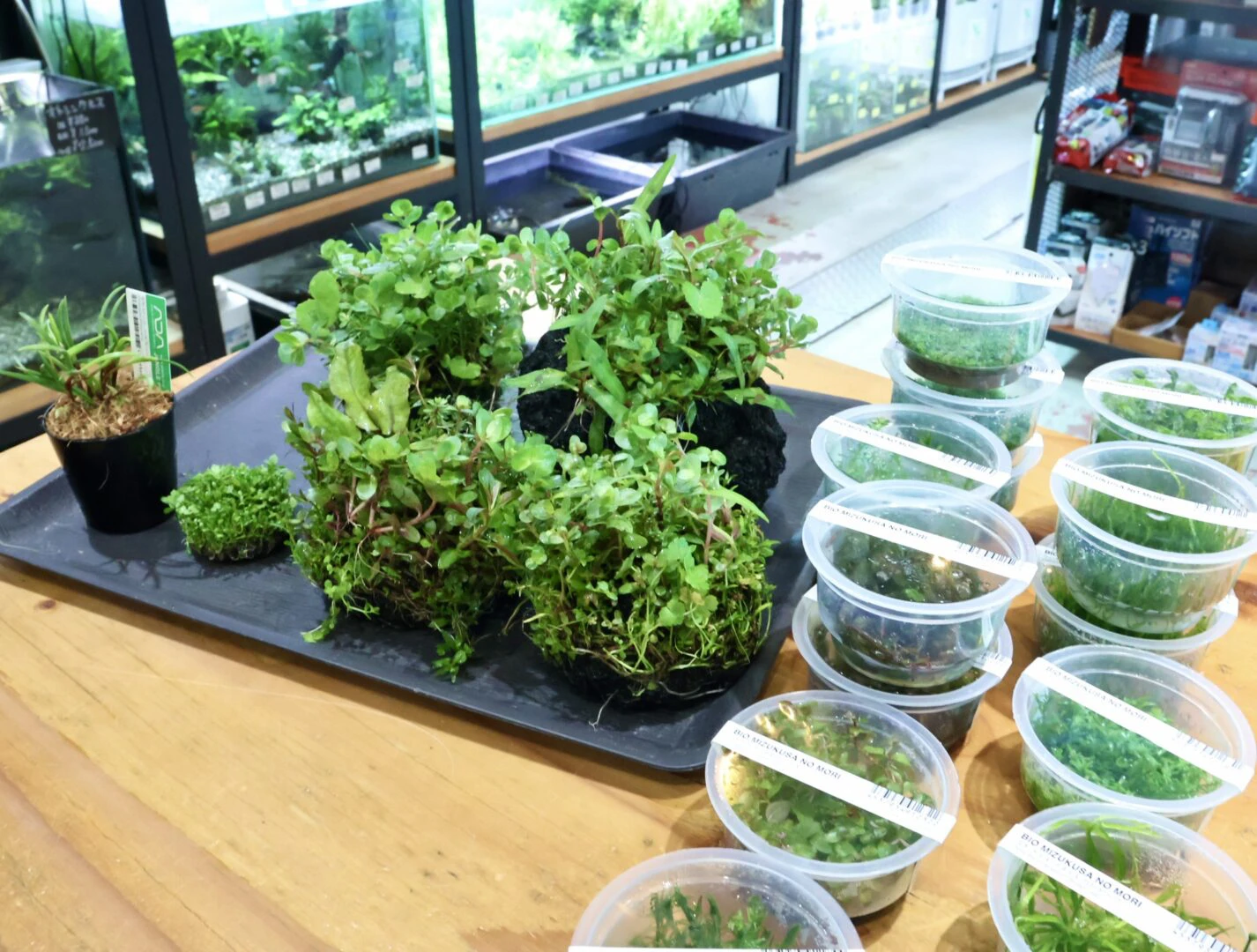 ADA PLANTS 入荷！ | color